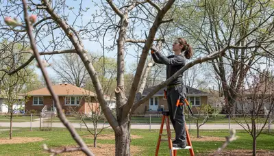 Arborist pruning fruit tree in Milwaukee WI backyard orchard for healthy growth and improved harvest