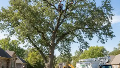 Certified arborist performing professional tree pruning in Milwaukee, WI for healthier residential trees