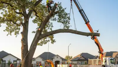 Professional tree removal crew cutting large oak tree in Milwaukee, WI safely and efficiently