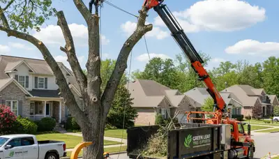 Professional tree removal service crew working in Milwaukee, WI