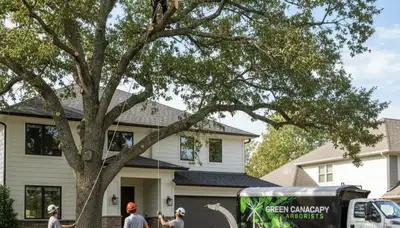 Professional tree removal service in Milwaukee, WI safely cutting down damaged oak tree