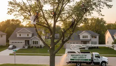 Professional tree removal service in Milwaukee WI by certified arborists