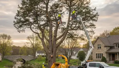 Professional tree removal service in Milwaukee WI by local certified arborists