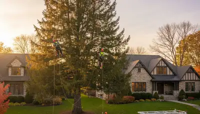 Professional tree removal service in Milwaukee WI safely clearing residential trees