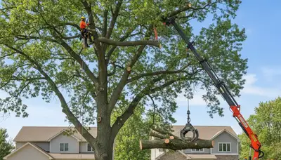 Professional tree removal service in Milwaukee WI safely cutting and clearing large trees