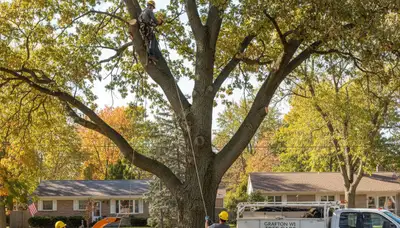 Professional tree removal service in Milwaukee WI safely clearing residential property trees