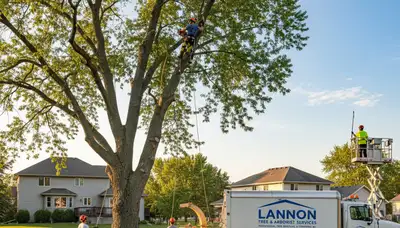 Professional tree removal service in Milwaukee WI trimming large oak safely