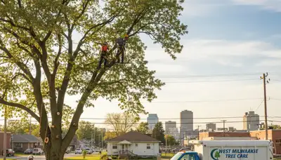 Professional tree removal service in Milwaukee WI safely cutting and clearing large oak tree