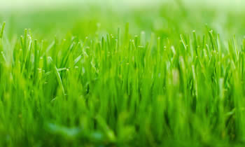 Lawn Service in Milwaukee WI Lawn Care in Milwaukee WI Lawn Mowing in Milwaukee WI Lawn Professionals in Milwaukee WI