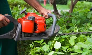 Shrub Removal in Milwaukee WI Shrub Removal Services in Milwaukee WI Shrub Care in Milwaukee WI Landscaping in Milwaukee WI